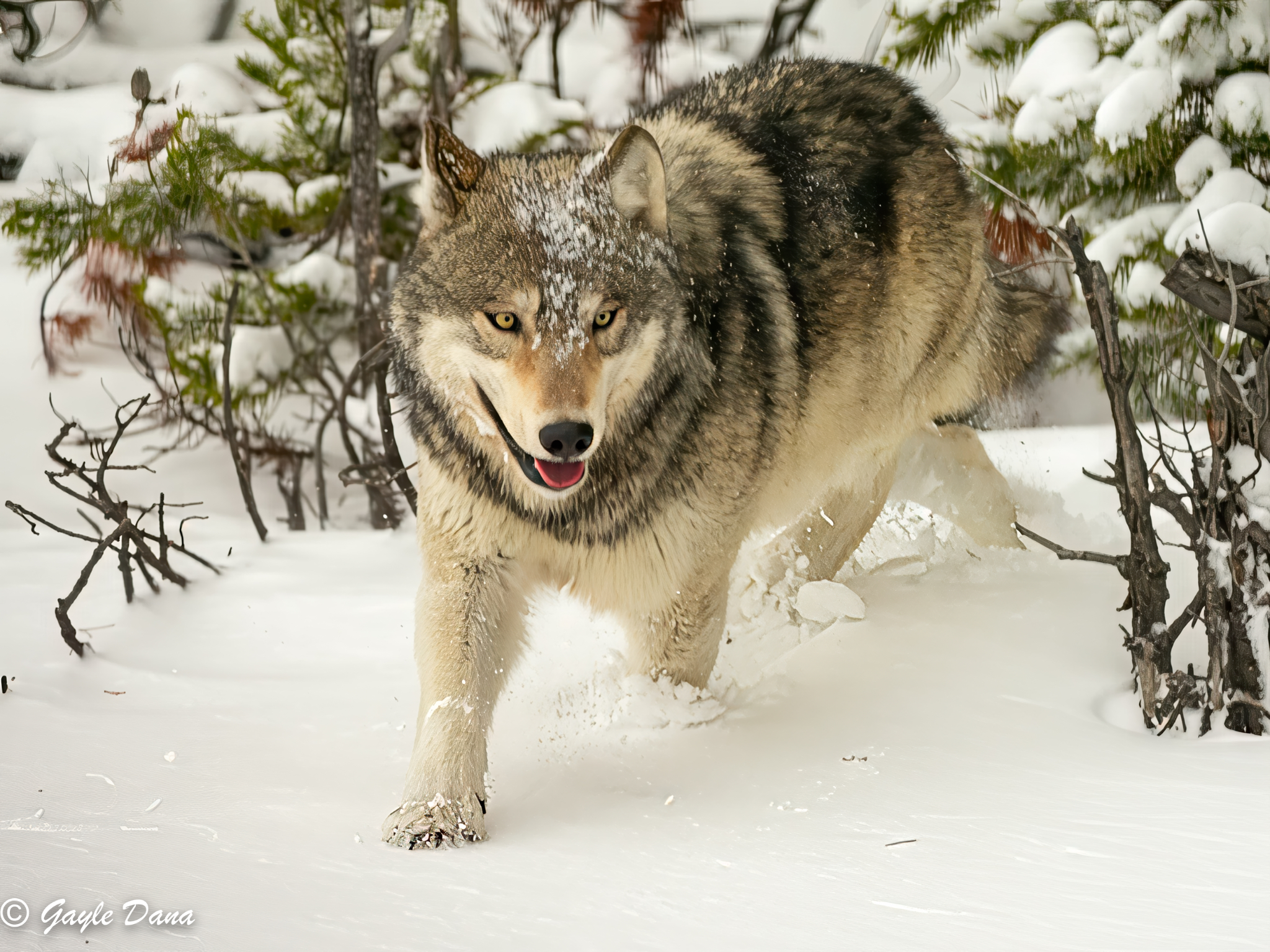 Wolf in woods